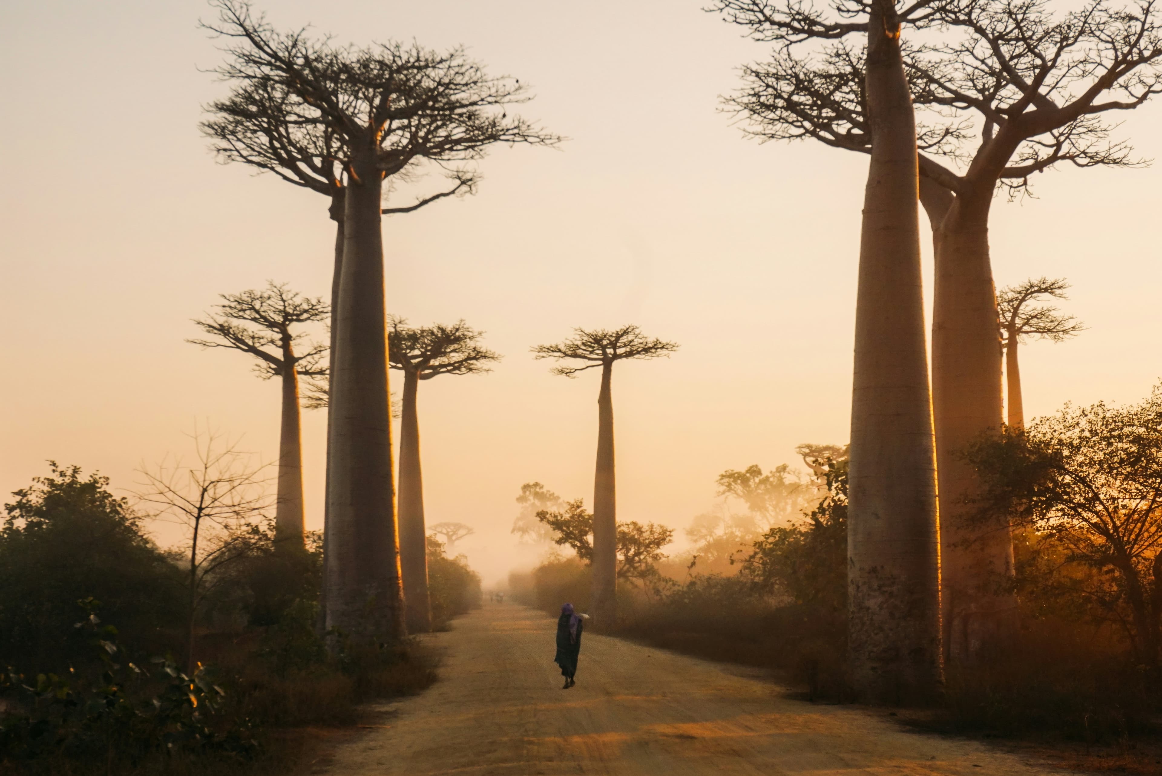 Avenue des Baobabs